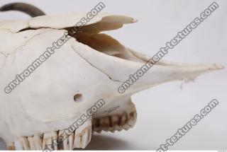 Photo Reference of Animal Skull